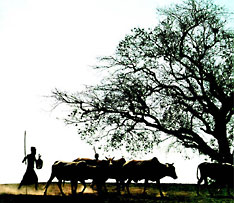 Rural Bangladesh
