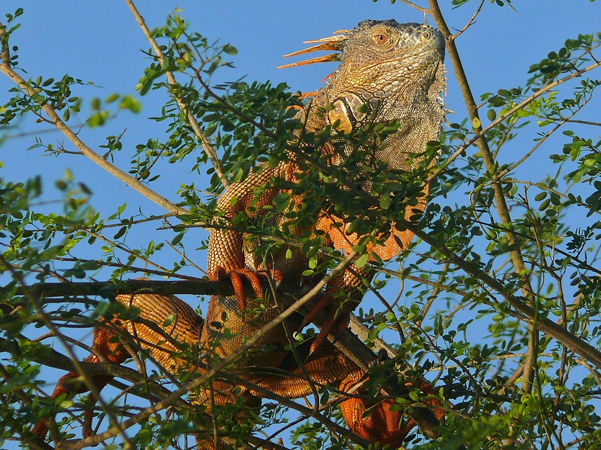Green Iguana in the Crooked Tree Wildlife Sanctuary of Belize