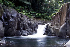 dominican rainforest