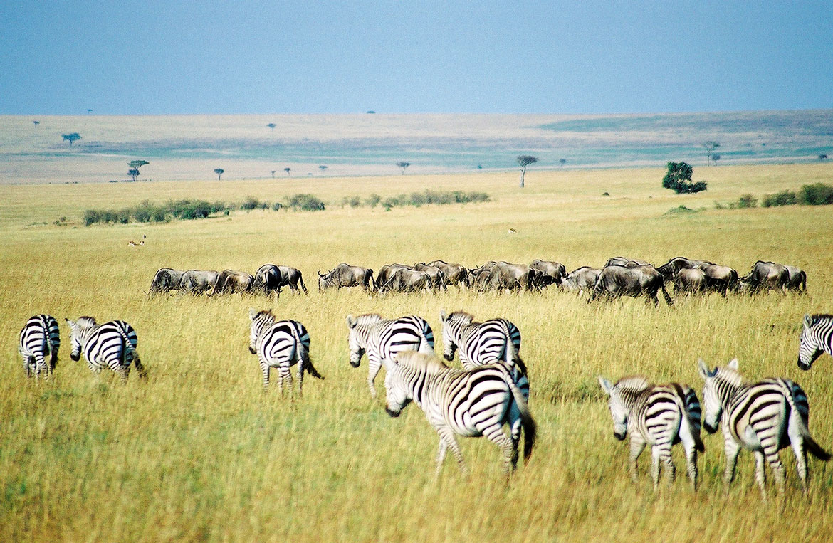 Gnus and Zebras in Maasai Mara National Reserve in Narok County, Kenya