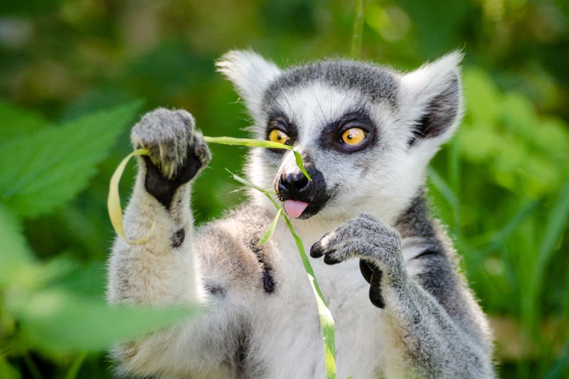 A Ring-Tailed Lemur, these primates are endemic to Madagascar.