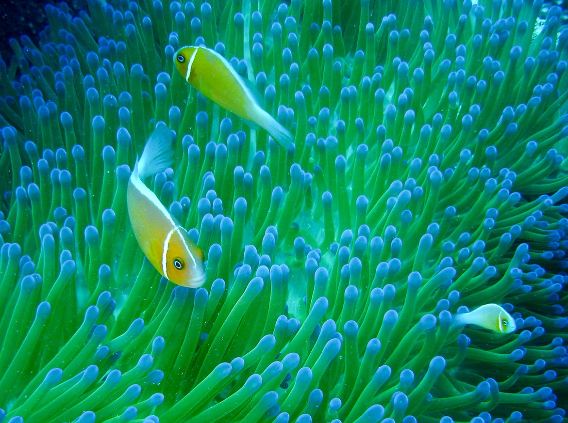 Sea anemone and clownfishes, Coral reef, Pohnpei