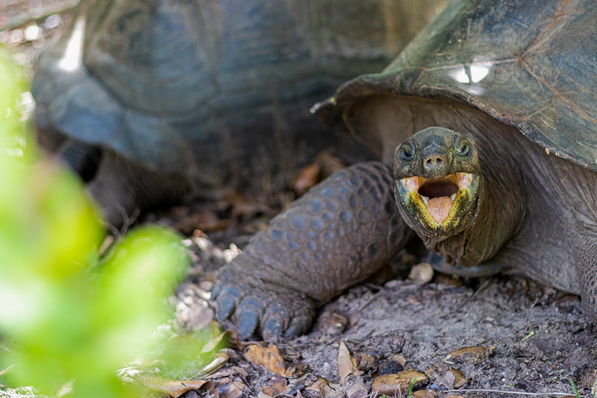 Giant tortoise, Seychelles