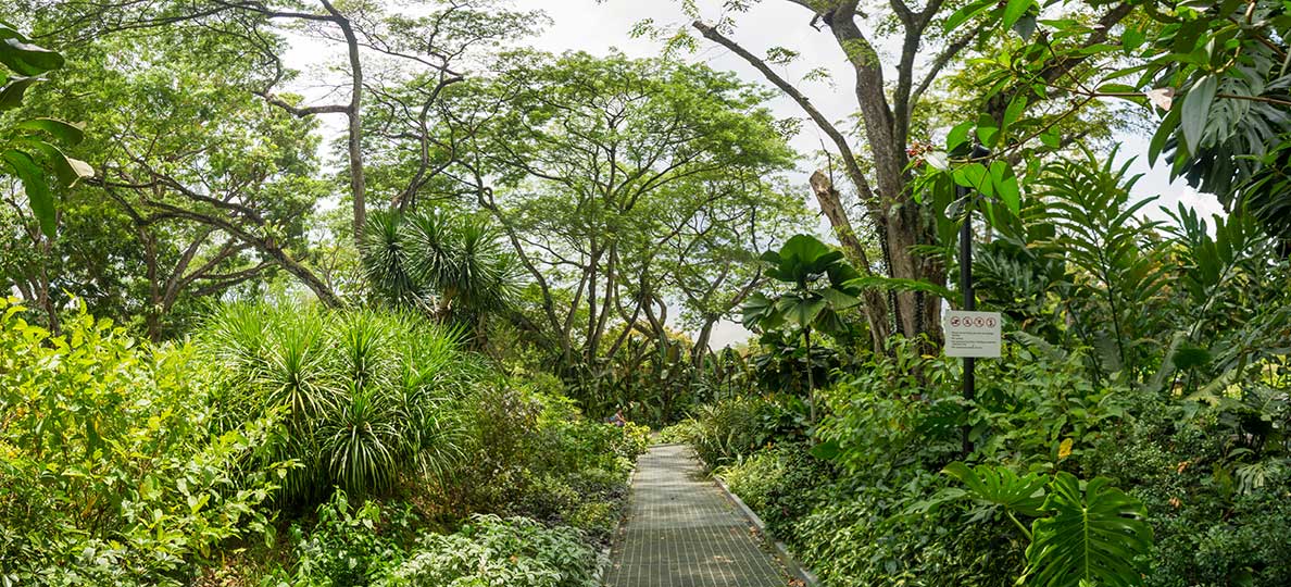 The Singapore Botanic Gardens is a UNESCO World Heritage Site