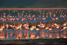 Flamingos in one of Tanzania's National Parks