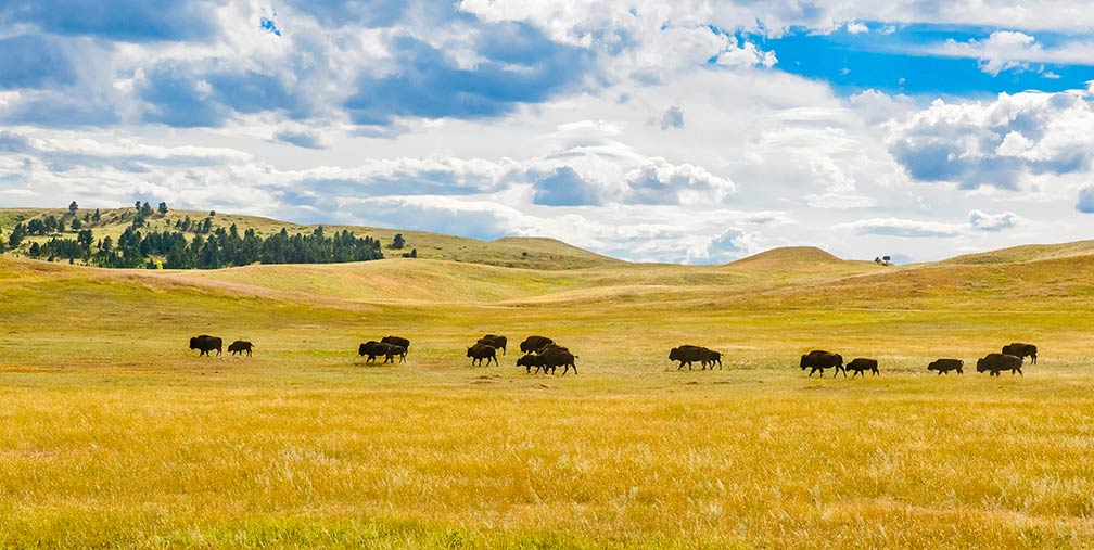 Buffalo in the Great Plains of South Dakota