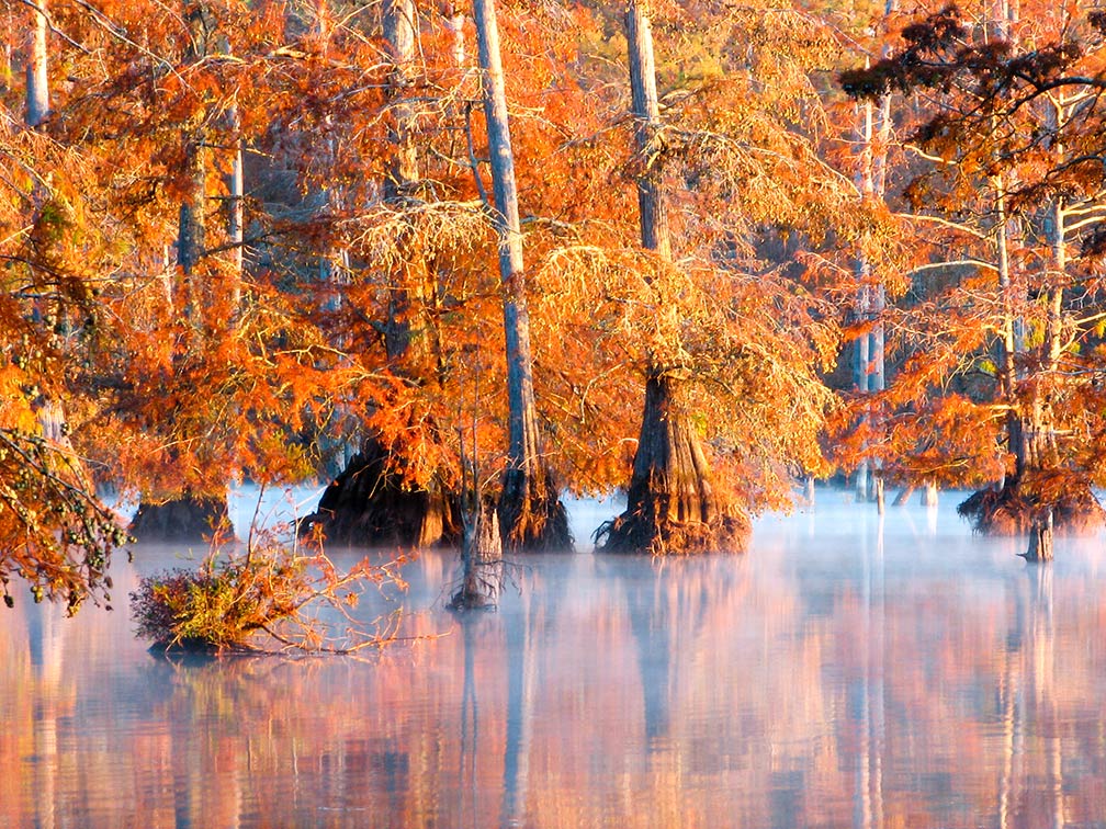 Coniferous trees at Bluff Lake at the Noxubee National Wildlife Refuge, Mississippi