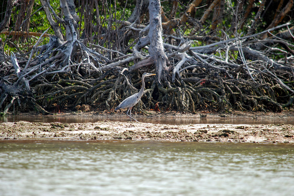 Great Blue Heron and Black Mangroves in Florida's Everglades National Park
