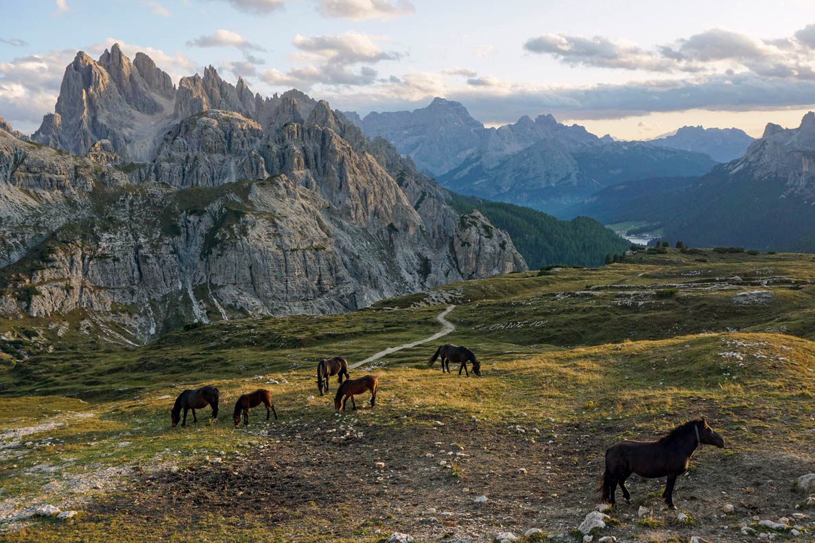 Horses on pasture at Parco Naturale Tre Cime (Sexten Dolomites), South Tyrol. Cadini di Misurina, a group of mountains in the eastern Dolomites
