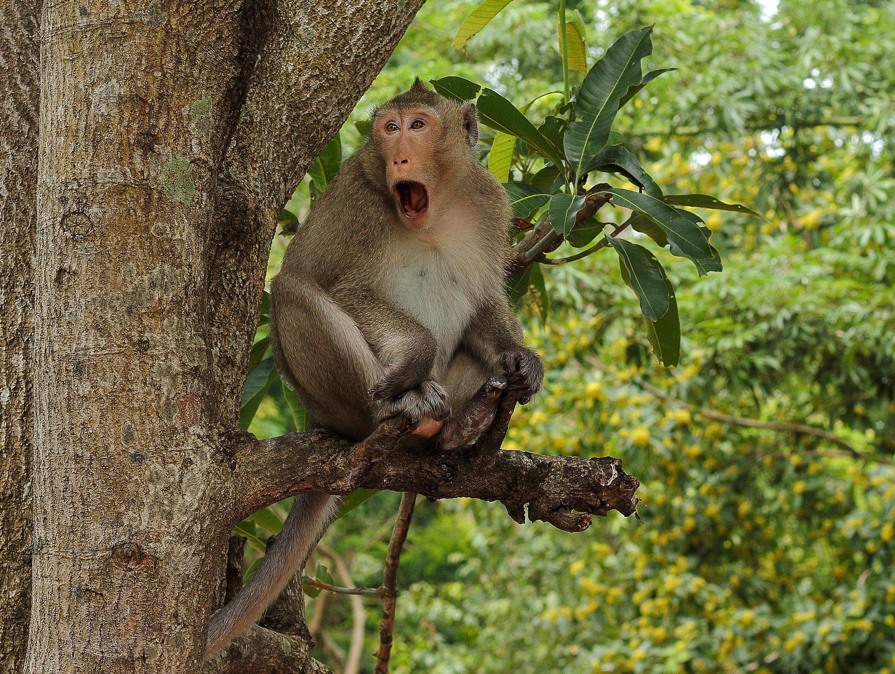 Monkey business