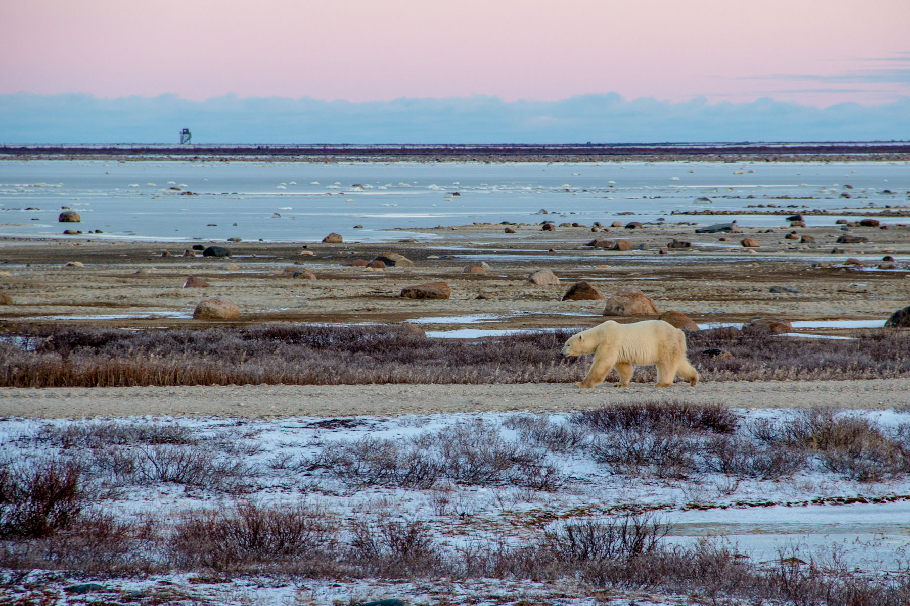 Wild polar bears in Churchill, Manitoba, Canada