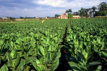 Tobacco plantation
