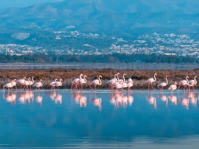 Flamingos in Cyprus