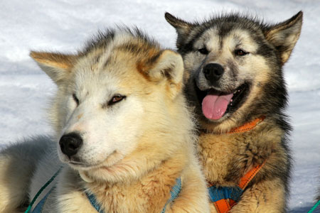 Greenland sled dogs
