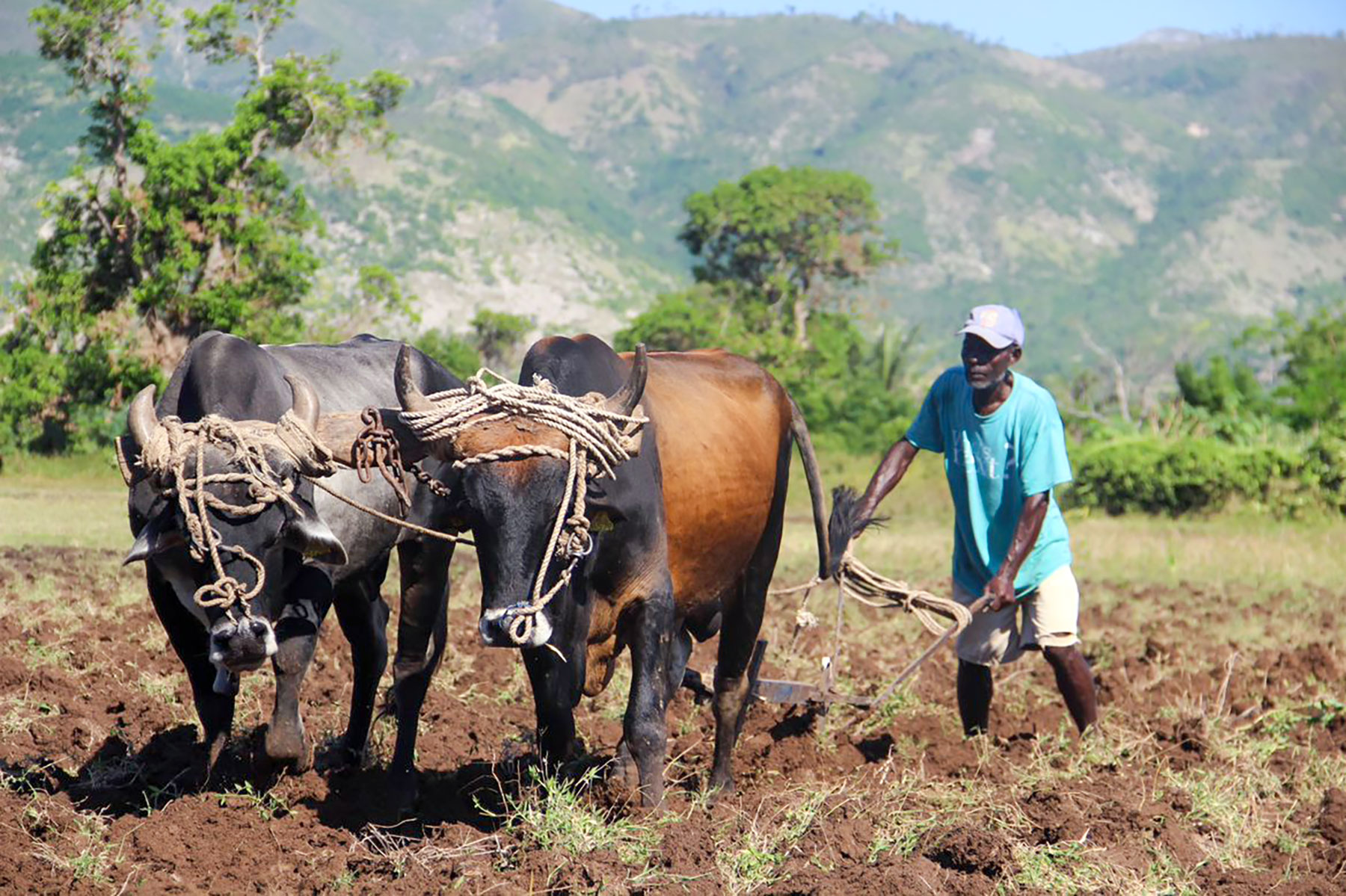 An ox-drawn plow at work