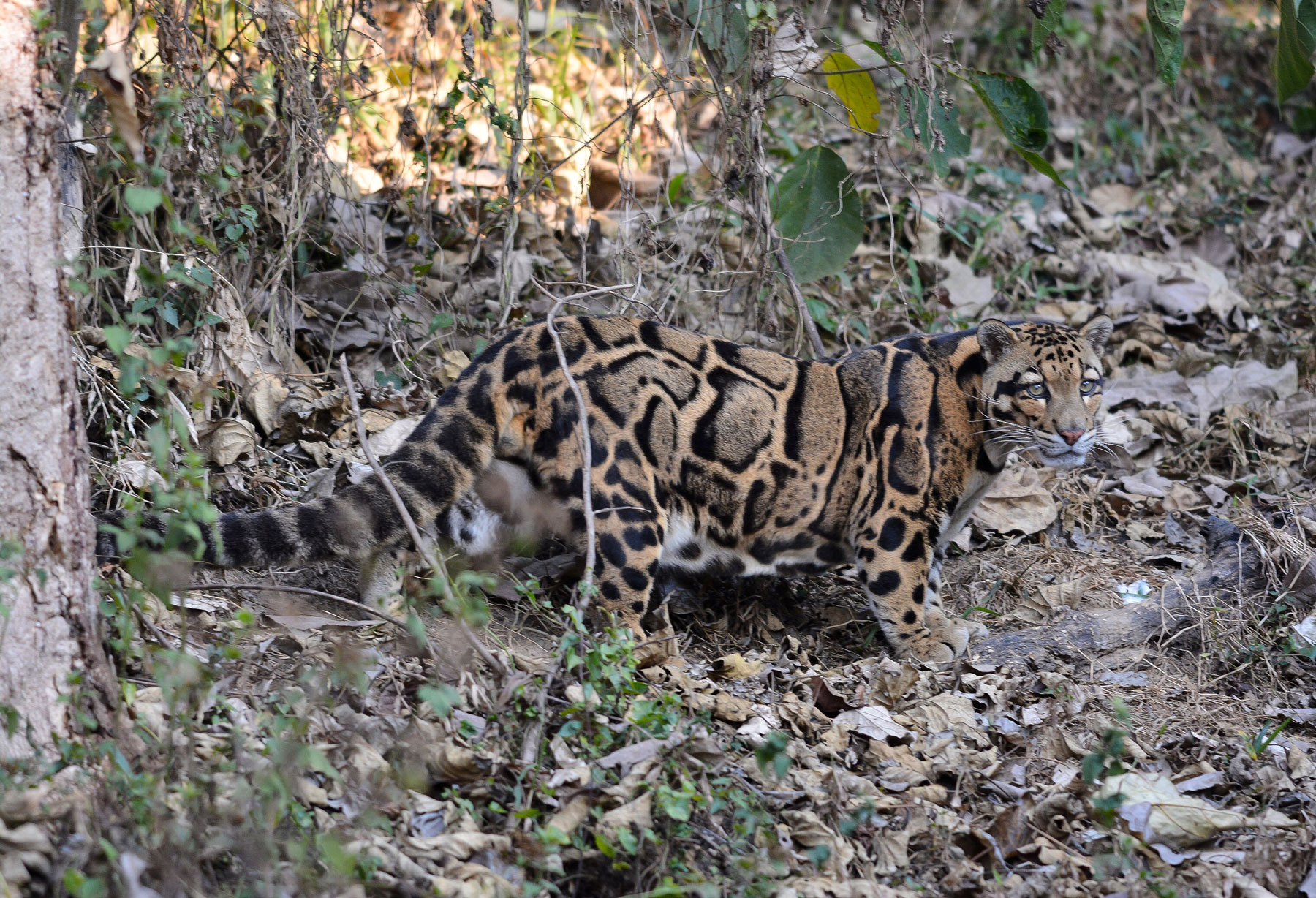 A Clouded leopard (Neofelis nebulosa) in Aizawl Zoological Park