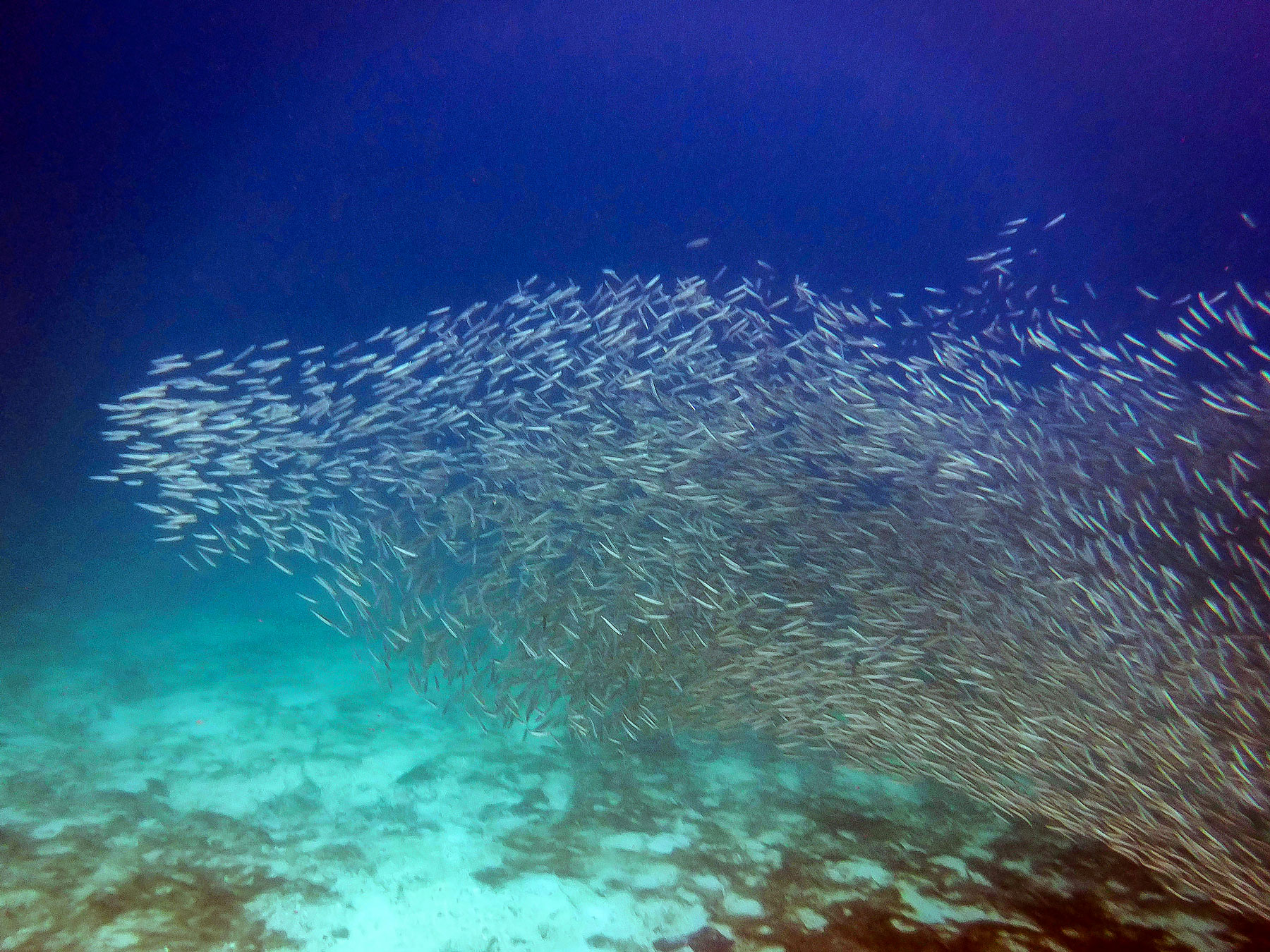 A school of fish in the waters of Panama
