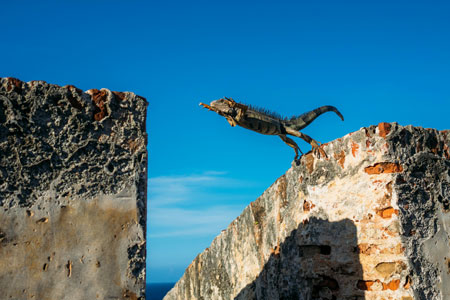jumping Green iguana