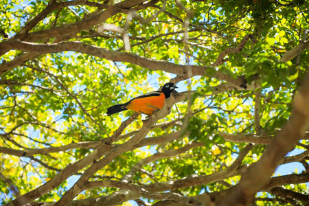 Venezuelan troupial bird