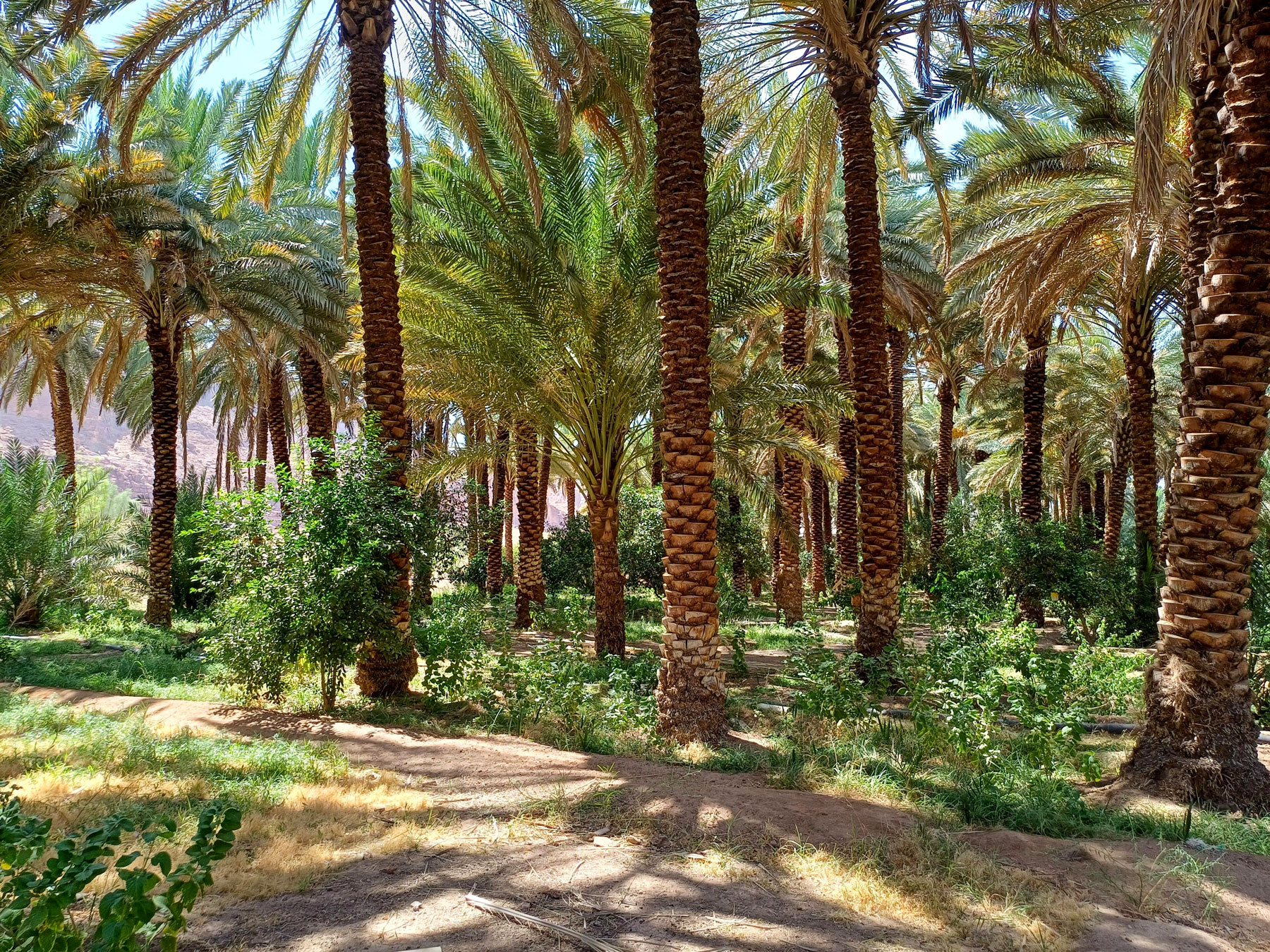 Al Ula oasis in Saudi-Arabia