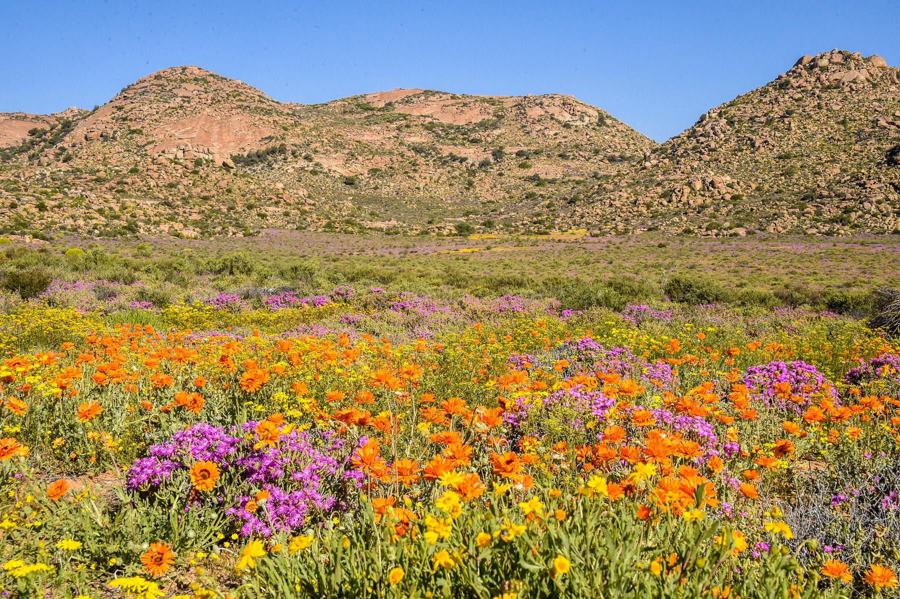 Namaqualand near Springbok, Northern Cape.