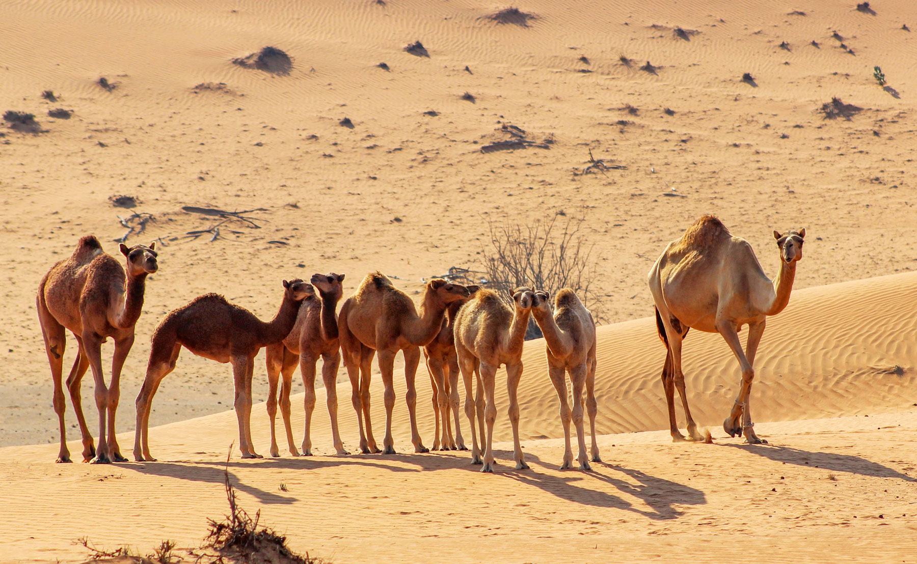 Dromedaries in the UAE, Arabian Peninsula