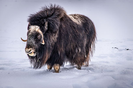A Muskox standing in snow.