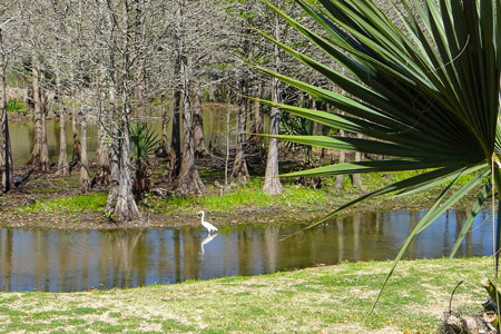 An egret in a swamp of Avery Island