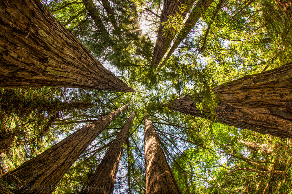 Coastal redwood trees in Pfeiffer Big Sur State Park