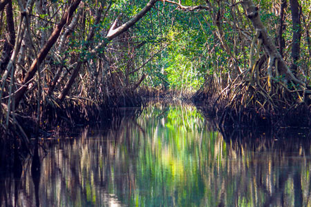A mangrove forest in the Everglades National Park