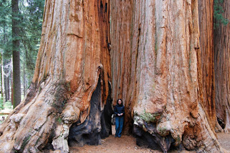 Giant Forest, Sequoia National Park