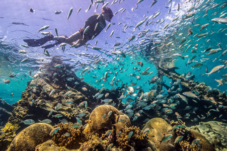 Snorkeling in Dry Tortugas National Park