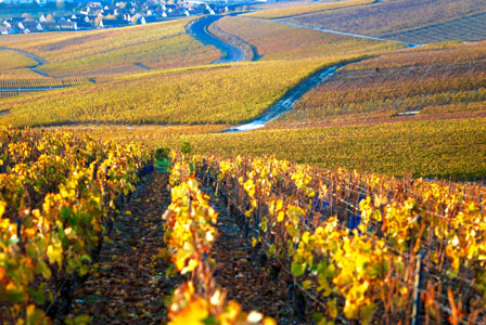 Champagne vineyard